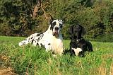 DOGUE ALLEMAND 882